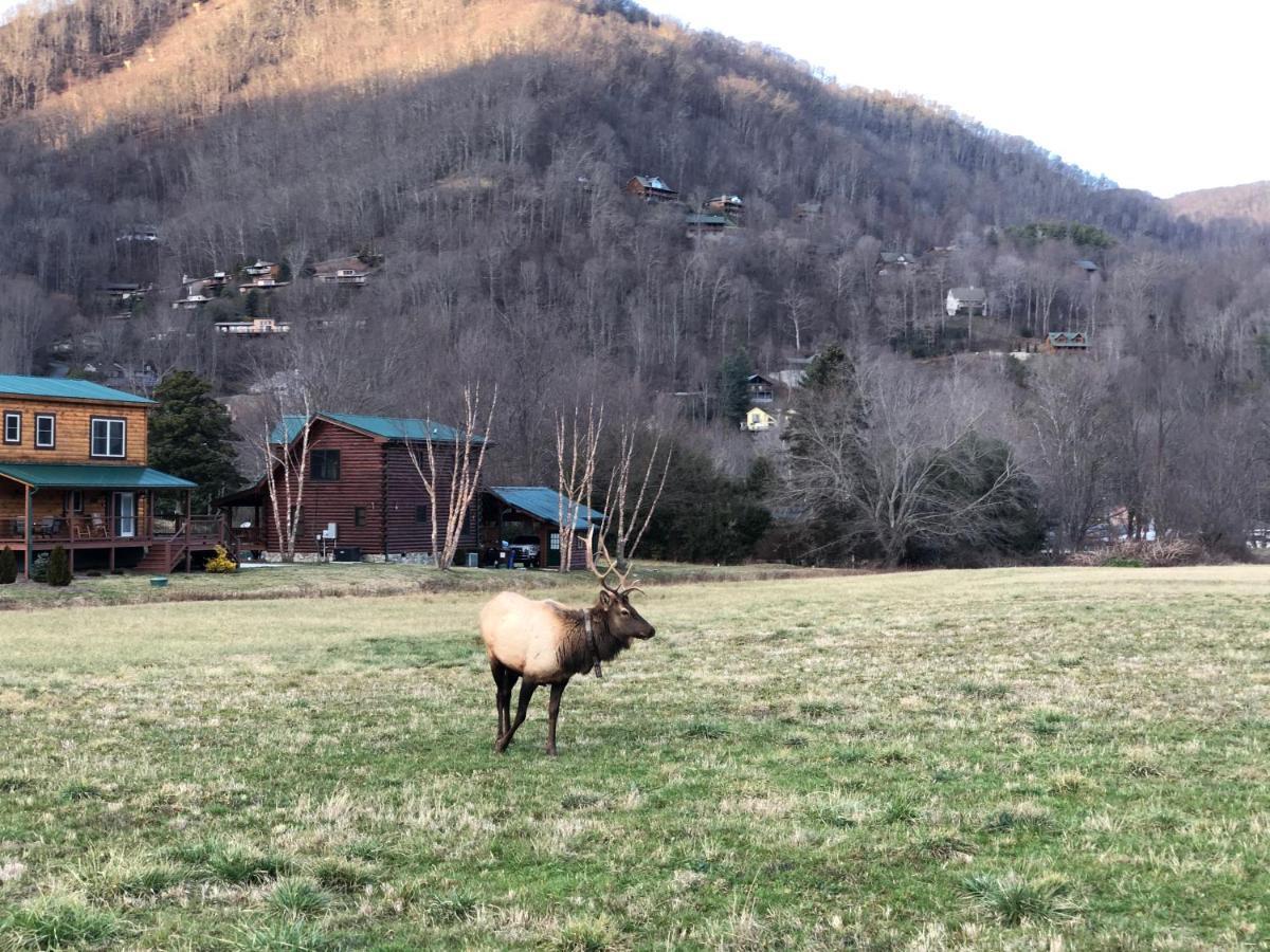 The Red Fox Cabin Maggie Valley Exterior foto